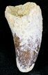 Cretaceous Fossil Crocodile Tooth - Morocco #20925-1